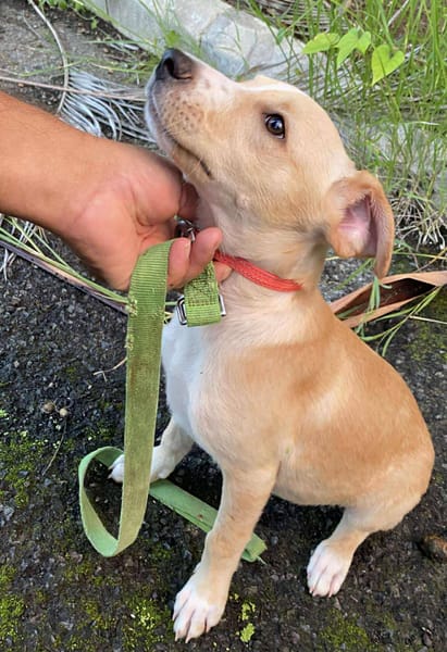 Tyna, femelle croisée berger, née le 15/08/2025