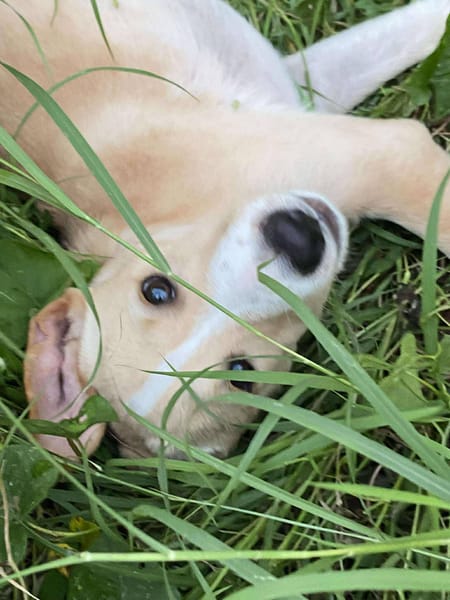 Tyna, femelle croisée berger, née le 15/08/2025