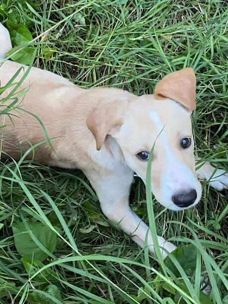 Tyna, femelle croisée berger, née le 15/08/2025