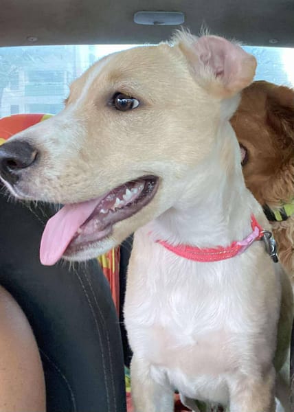 Tyna, femelle croisée berger, née le 15/08/2025