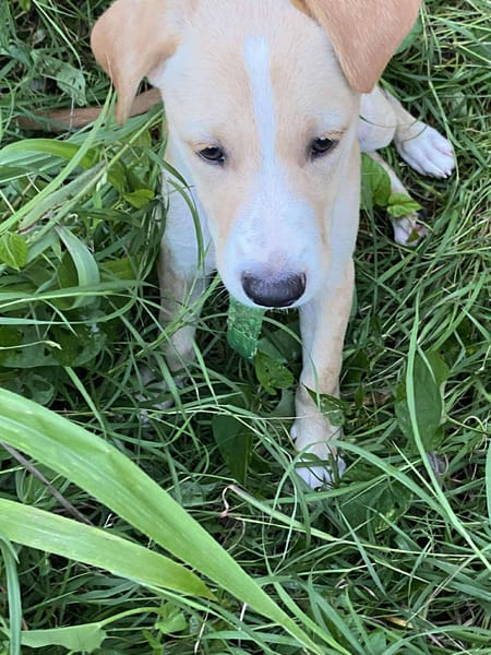 Tyna, femelle croisée berger, née le 15/08/2025