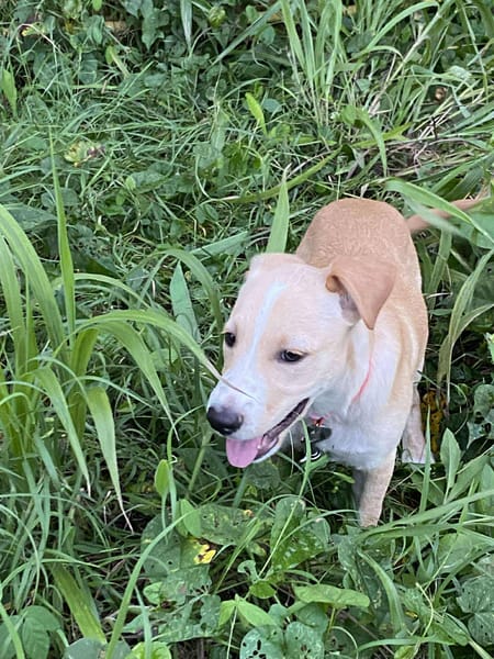 Tyna, femelle croisée berger, née le 15/08/2025