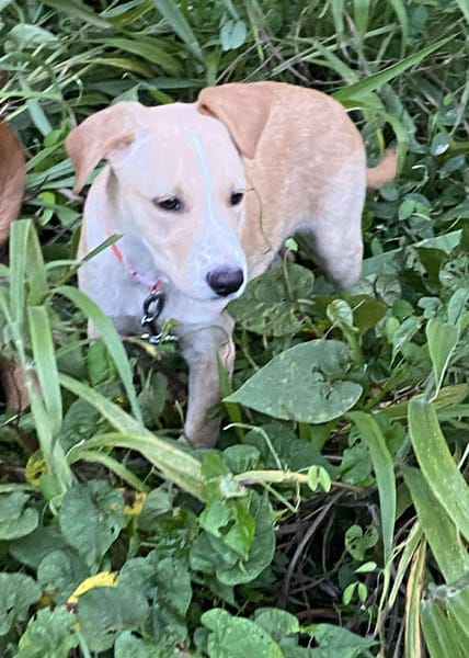 Tyna, femelle croisée berger, née le 15/08/2025