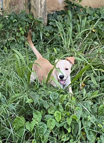 Tyna, femelle croisée berger, née le 15/08/2025