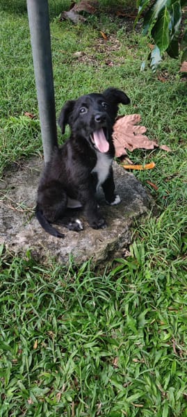 Shiki, mâle X berger, né le 15/09/2025