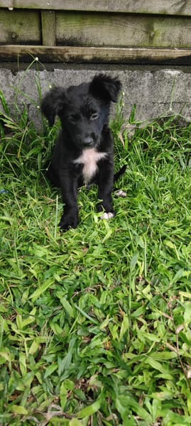 Shiki, mâle X berger, né le 15/09/2025