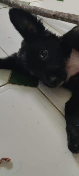 Shiki, mâle X berger, né le 15/09/2025