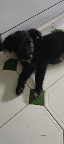 Shiki, mâle X berger, né le 15/09/2025