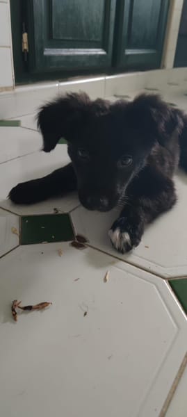 Shiki, mâle X berger, né le 15/09/2025