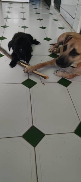 Shiki, mâle X berger, né le 15/09/2025