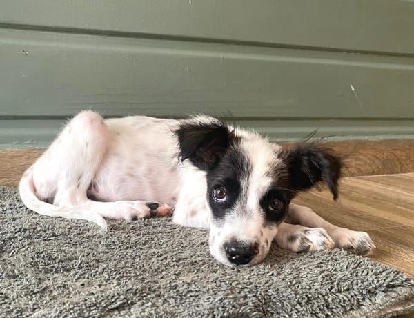 Lya, femelle X berger née le 10/09/2025