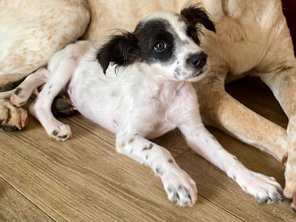 Lya, femelle X berger née le 10/09/2025