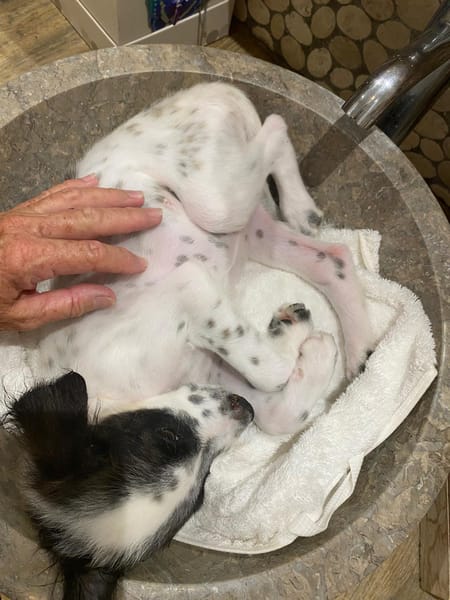 Lya, femelle X berger née le 10/09/2025