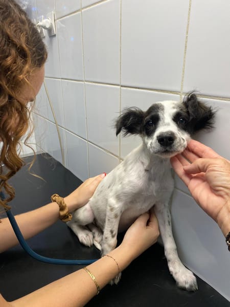 Lya, femelle X berger née le 10/09/2025