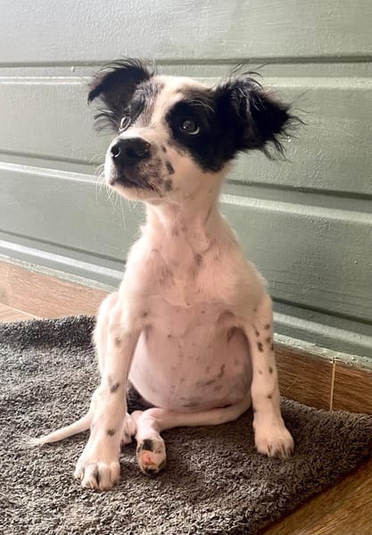 Lya, femelle X berger née le 10/09/2025