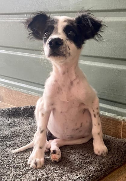 Lya, femelle X berger née le 10/09/2025