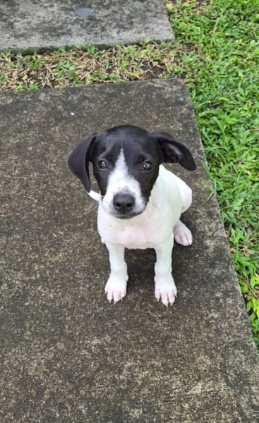 Liddy, femelle berger, née le 15/09/2025