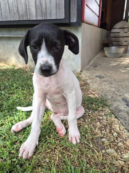 Liddy, femelle berger, née le 15/09/2025