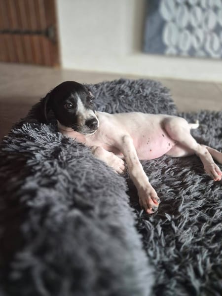 Liddy, femelle berger, née le 15/09/2025