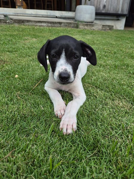 Liddy, femelle berger, née le 15/09/2025