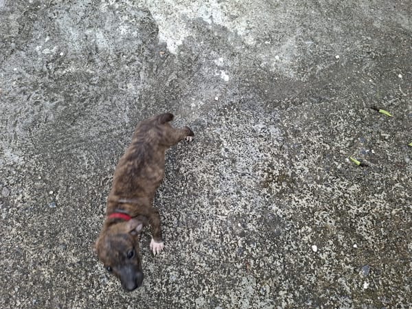 Kyra, femelle X croisé née le 21/09/2025