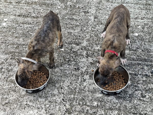 Kyra, femelle X croisé née le 21/09/2025