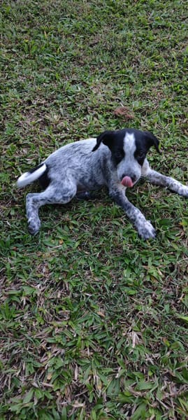 Kaly, femelle X berger, née le 26/09/2025 🐶