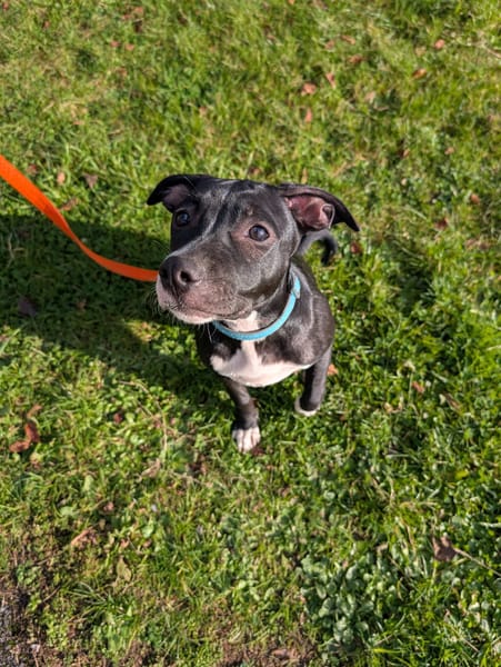 Iris, femelle croisée créole, née le 25/06/2025 🐶