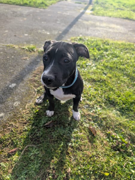 Iris, femelle croisée créole, née le 25/06/2025 🐶