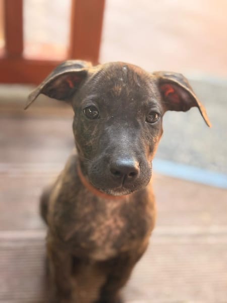 FILOU, Mâle croisé, né le 21/09/2025