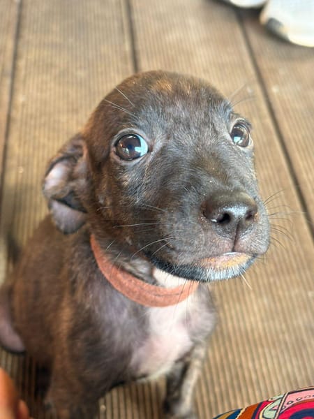 FILOU, Mâle croisé, né le 21/09/2025