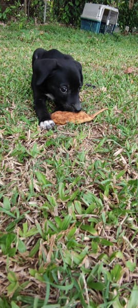 Belko, mâle X berger, né le 26/09/2025 🐶