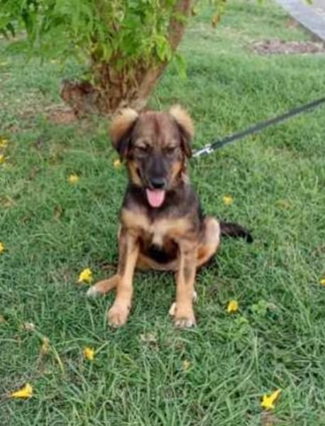 Azzura, femelle X berger née le 04/09/2025