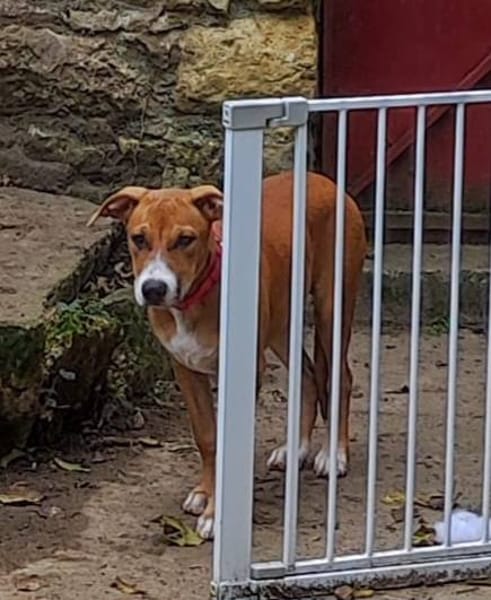 Aéla, femelle croisée berger, née le 15/06/2025 🐶