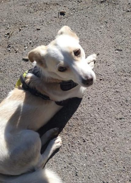 Kleiner Bodo sucht kuscheliges Körbchen