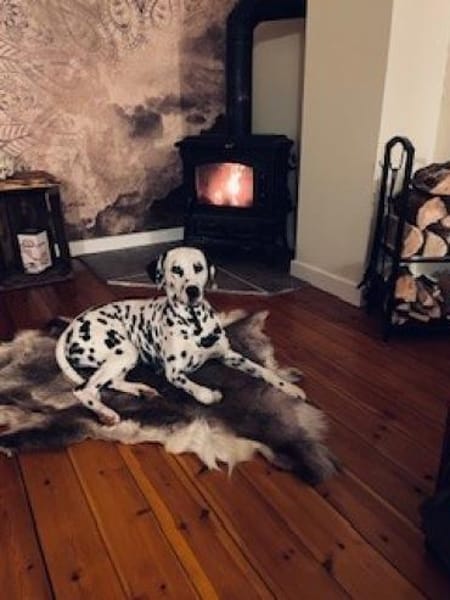 Nala sucht eine Pflegestelle/Zuhause