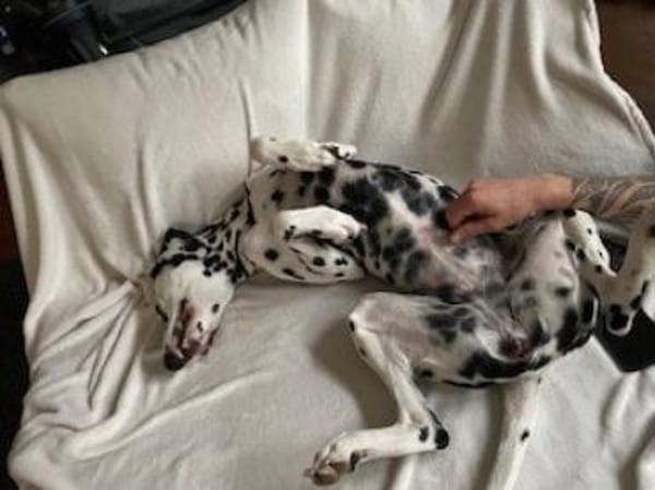 Nala sucht eine Pflegestelle/Zuhause