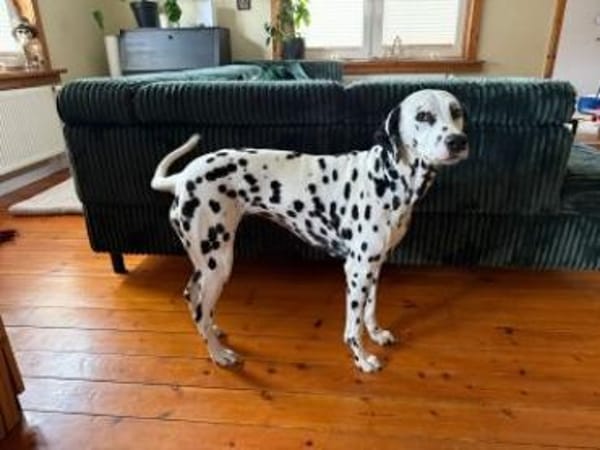 Nala sucht eine Pflegestelle/Zuhause