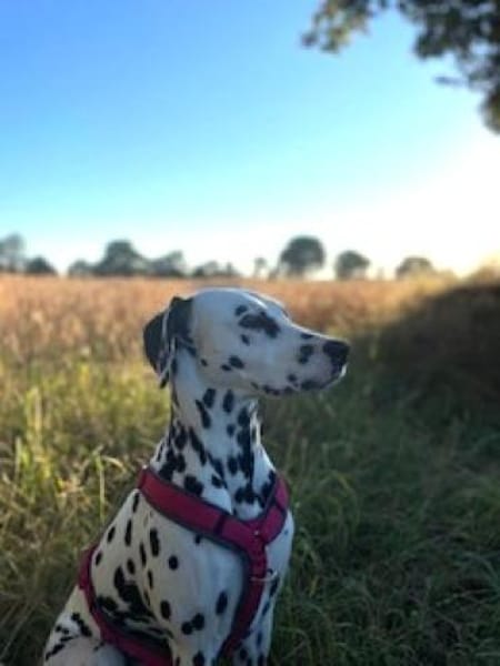 Nala sucht eine Pflegestelle/Zuhause