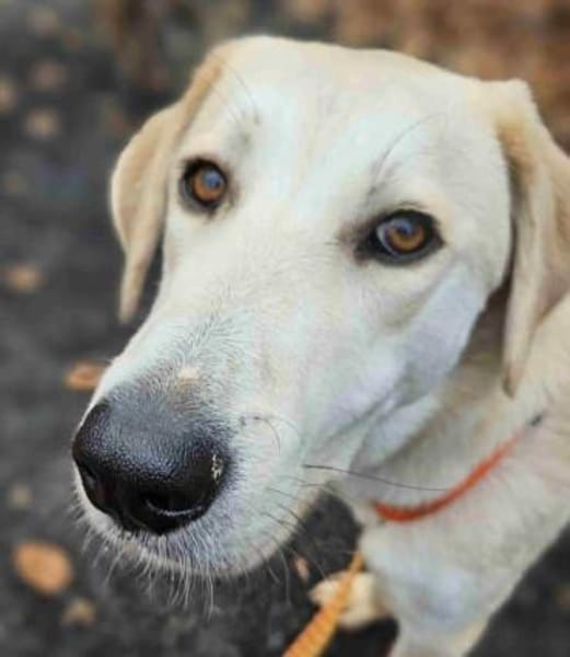 HANS -sanft & zurückhaltend-