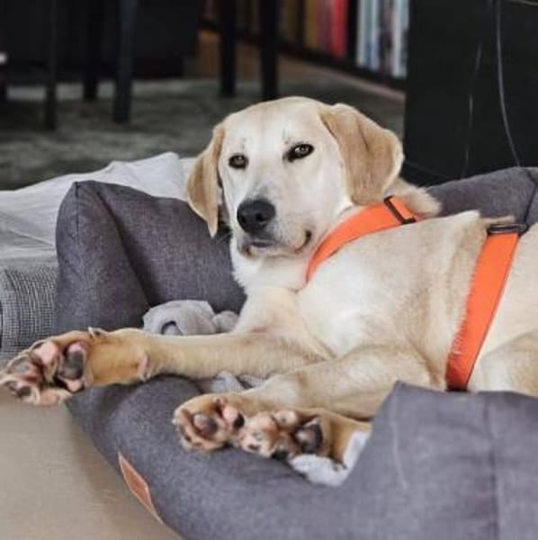 HANS -sanft & zurückhaltend-