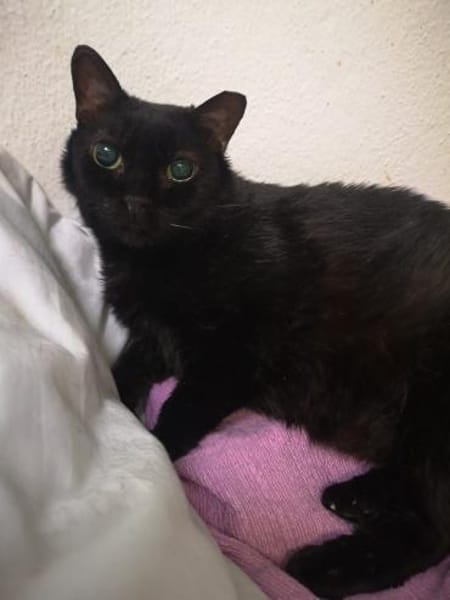 Sehr liebe, blinde Yazz !