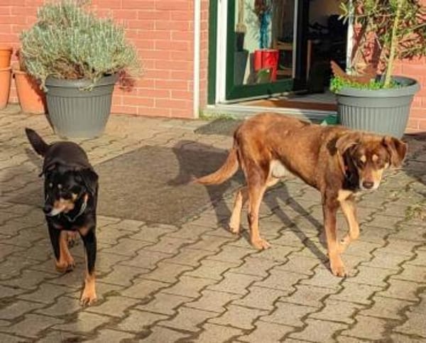 Lea und Lord liebenswertes Hundepärchen