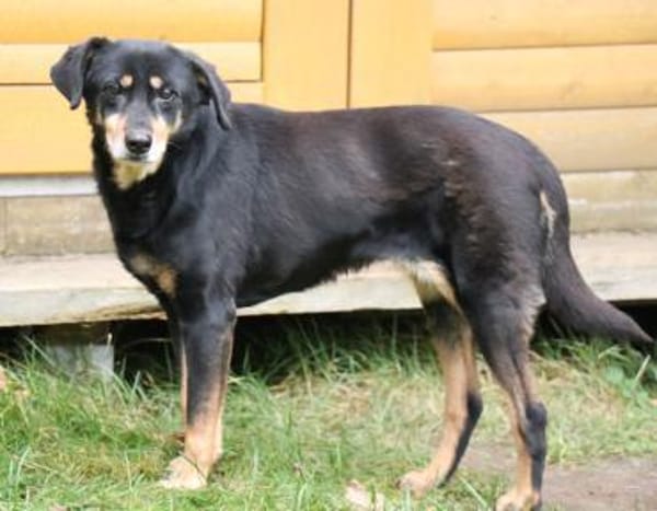 Lea und Lord liebenswertes Hundepärchen