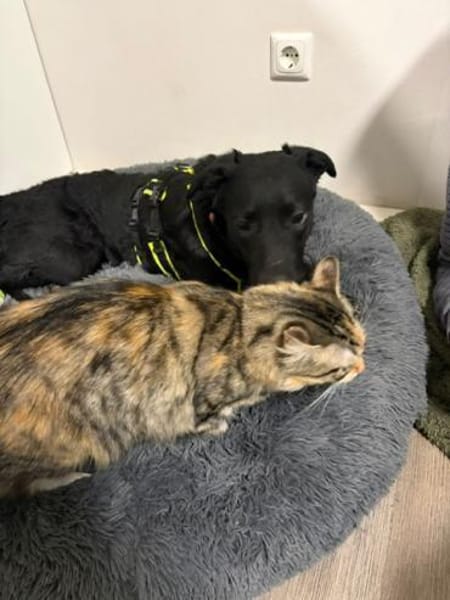 ❤Joy, sanftes Labbimixmädchen, Erkelenz