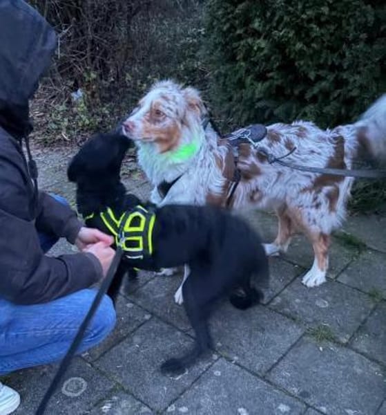 ❤Joy, sanftes Labbimixmädchen, Erkelenz