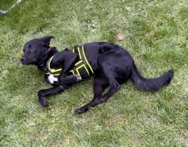 ❤Joy, sanftes Labbimixmädchen, Erkelenz