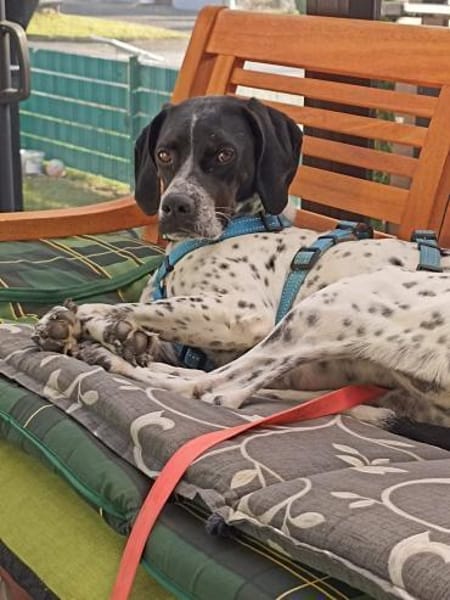 Areti sucht ein Zuhause