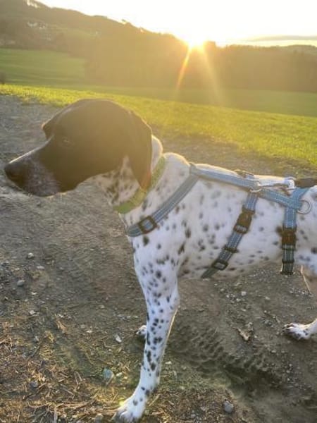 Areti sucht ein Zuhause