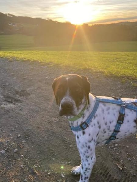 Areti sucht ein Zuhause